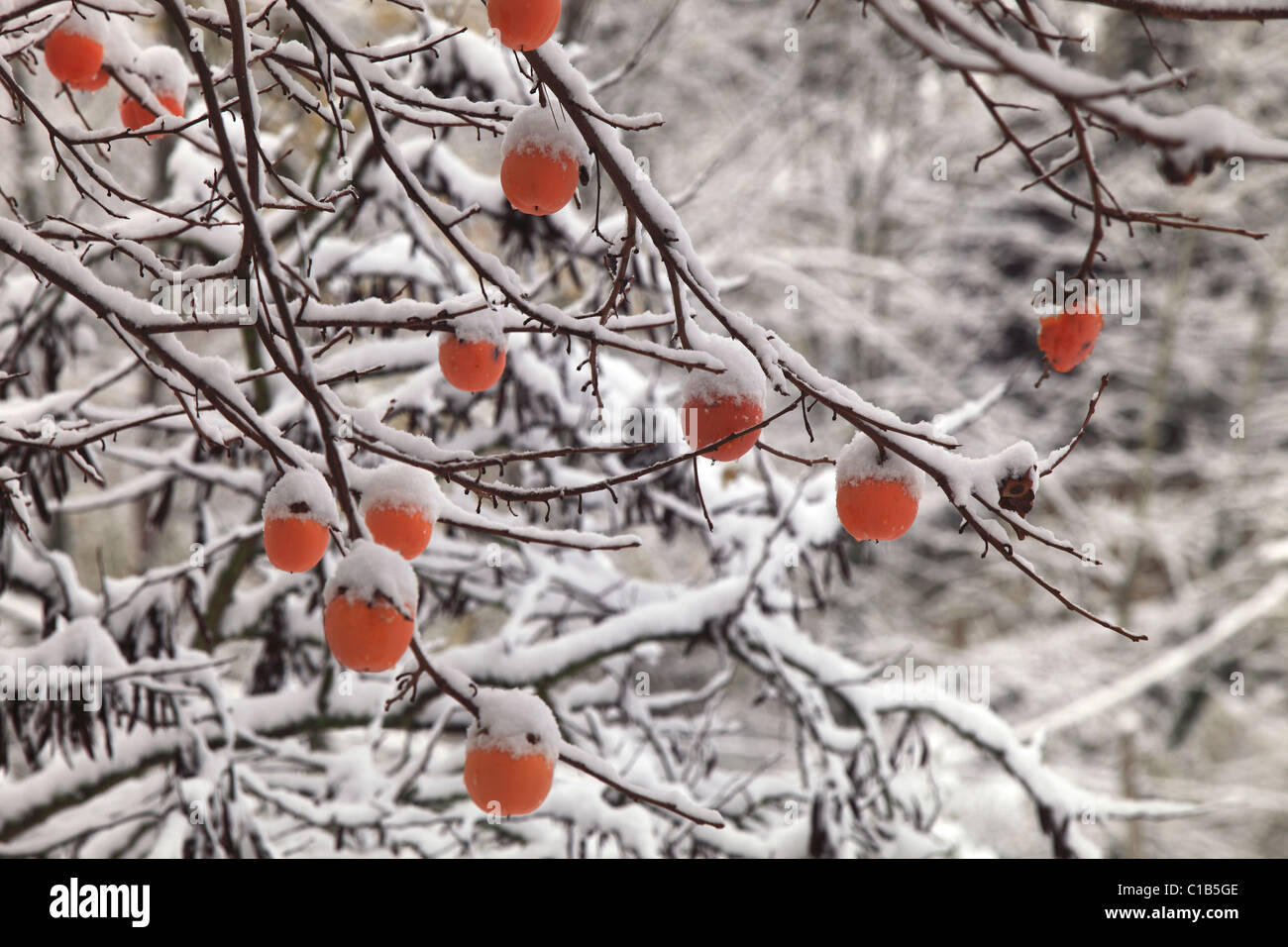 Arbre généalogique kaki et la neige, Toscane, Italie, Europe Banque D'Images