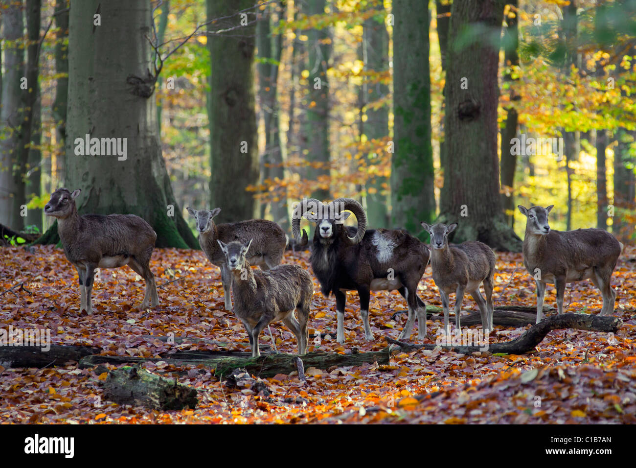 Mouflon (Ovis gmelini européenne / Ovis ammon musimon / Ovis orientalis musimon) ram avec troupeau en forêt en automne, Allemagne Banque D'Images