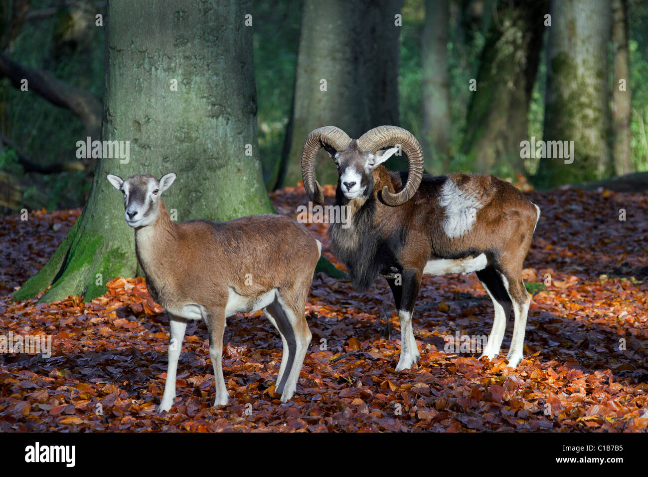 Mouflon (Ovis gmelini européenne / Ovis ammon musimon / Ovis orientalis musimon) ram et de brebis en forêt en automne, Allemagne Banque D'Images