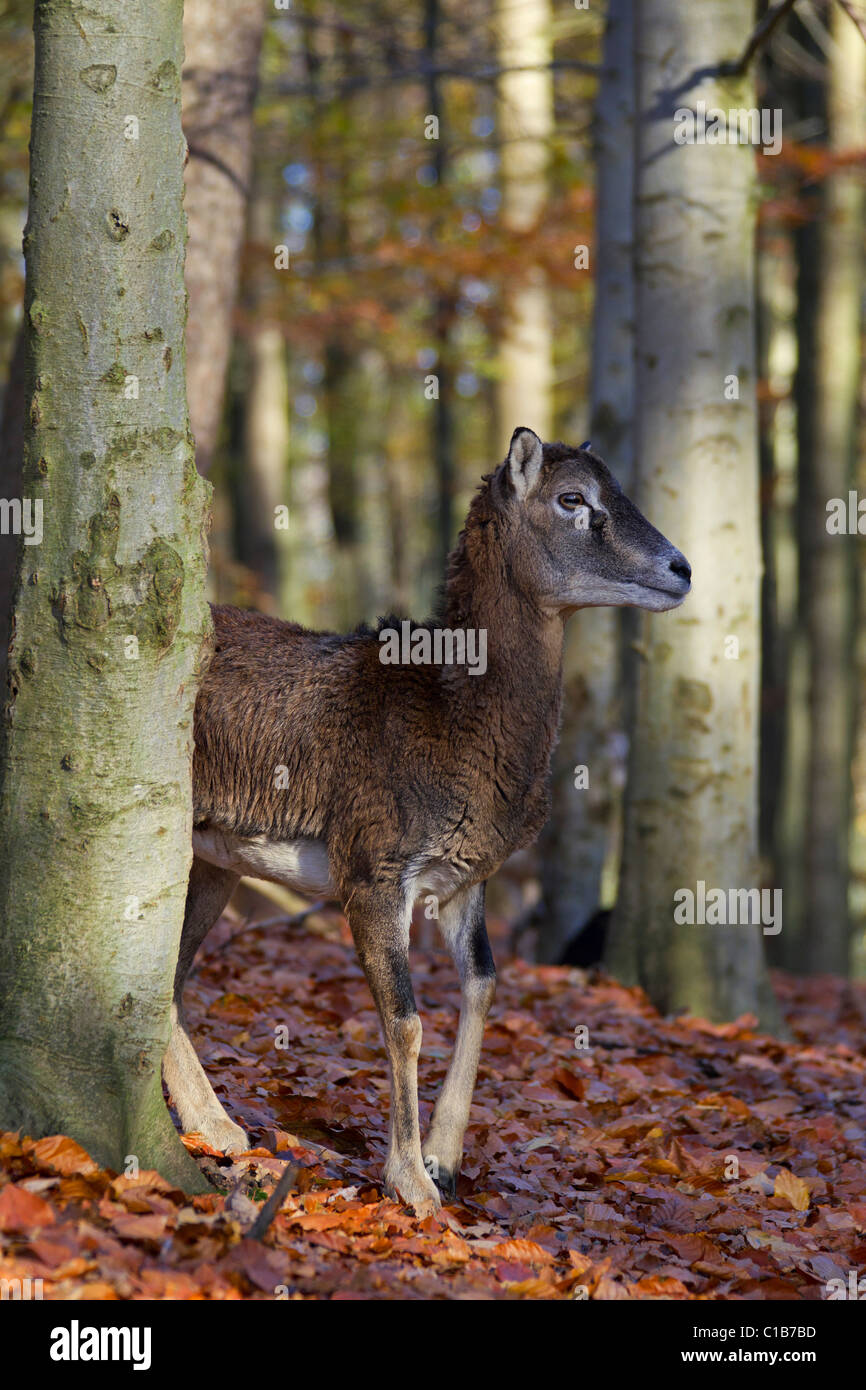 Mouflon (Ovis gmelini européenne / Ovis ammon musimon / Ovis orientalis musimon) brebis en forêt en automne, Allemagne Banque D'Images