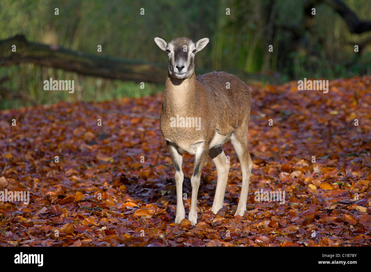 Mouflon (Ovis gmelini européenne / Ovis ammon musimon / Ovis orientalis musimon) brebis en forêt en automne, Allemagne Banque D'Images