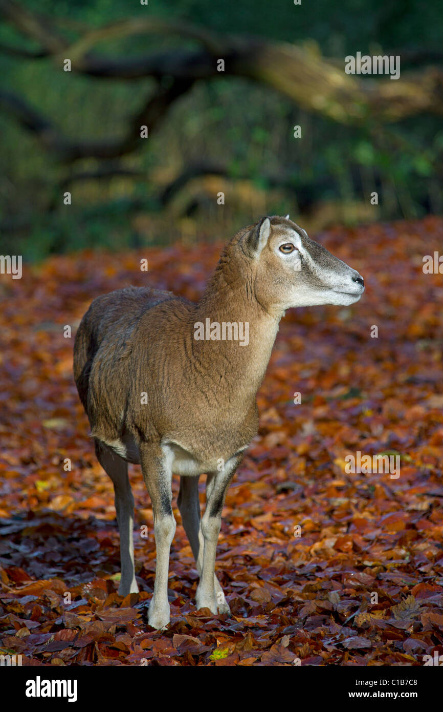 Mouflon (Ovis gmelini européenne / Ovis ammon musimon / Ovis orientalis musimon) brebis en forêt en automne, Allemagne Banque D'Images