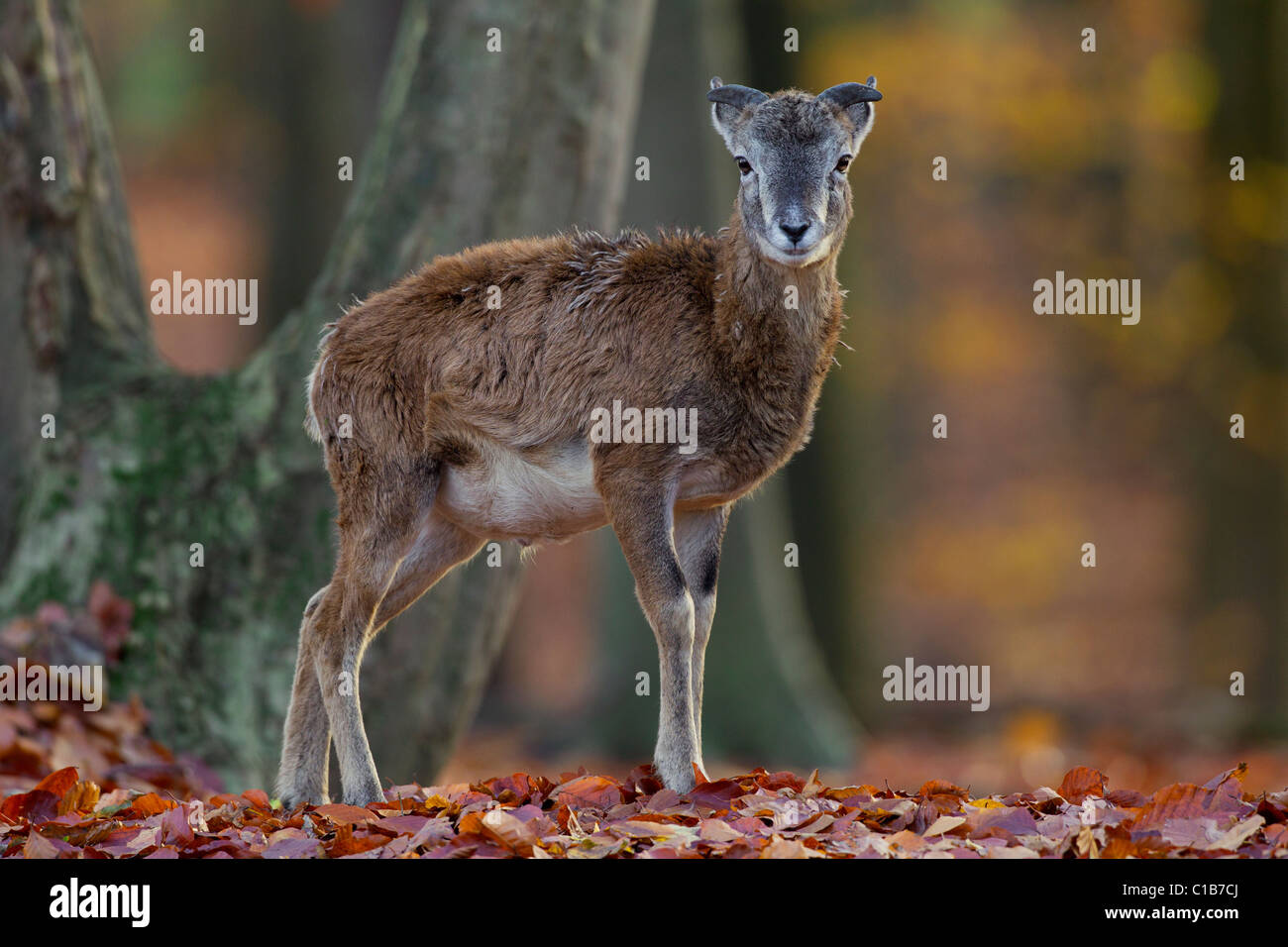 Mouflon (Ovis gmelini européenne / Ovis ammon musimon / Ovis orientalis musimon) agneau dans la forêt en automne, Allemagne Banque D'Images