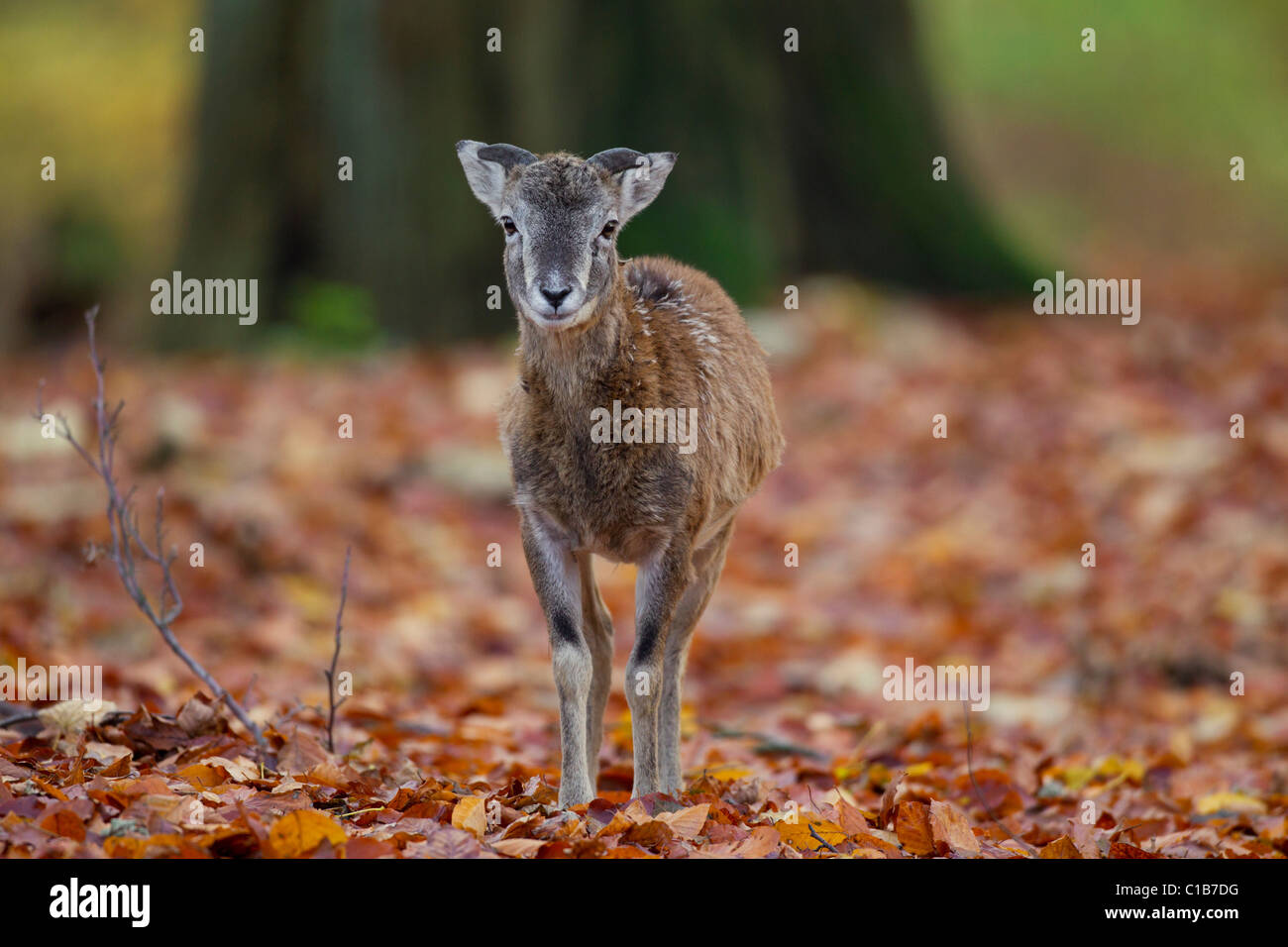 Mouflon (Ovis gmelini européenne / Ovis ammon musimon / Ovis orientalis musimon) agneau dans la forêt en automne, Allemagne Banque D'Images