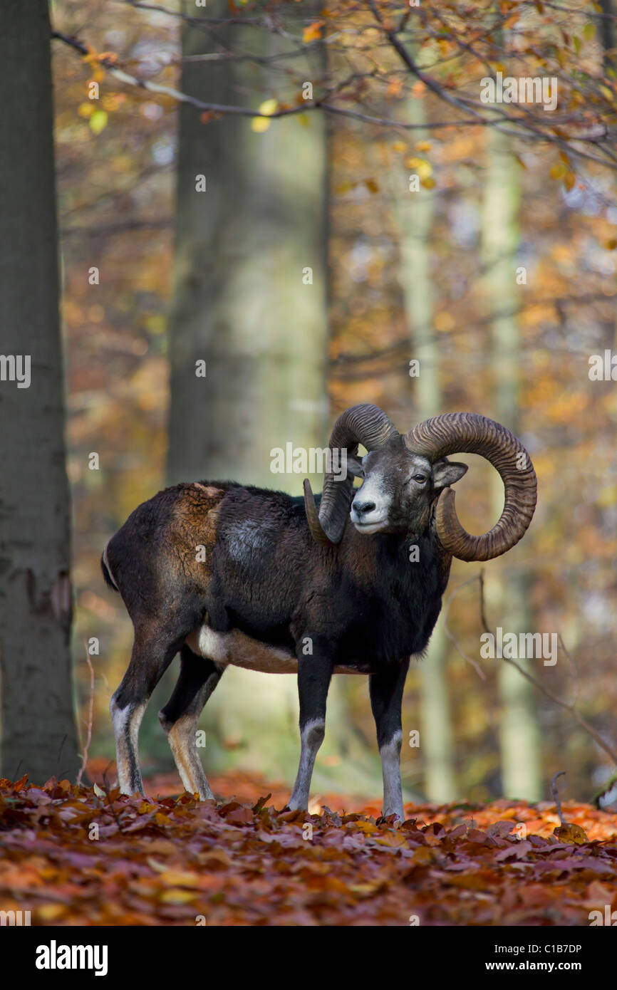 Mouflon (Ovis gmelini européenne / Ovis ammon musimon / Ovis orientalis musimon) ram en forêt en automne, Allemagne Banque D'Images