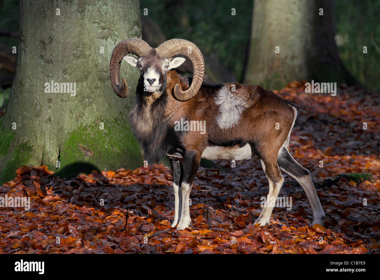 Mouflon (Ovis gmelini européenne / Ovis ammon musimon / Ovis orientalis musimon) ram en forêt en automne, Allemagne Banque D'Images