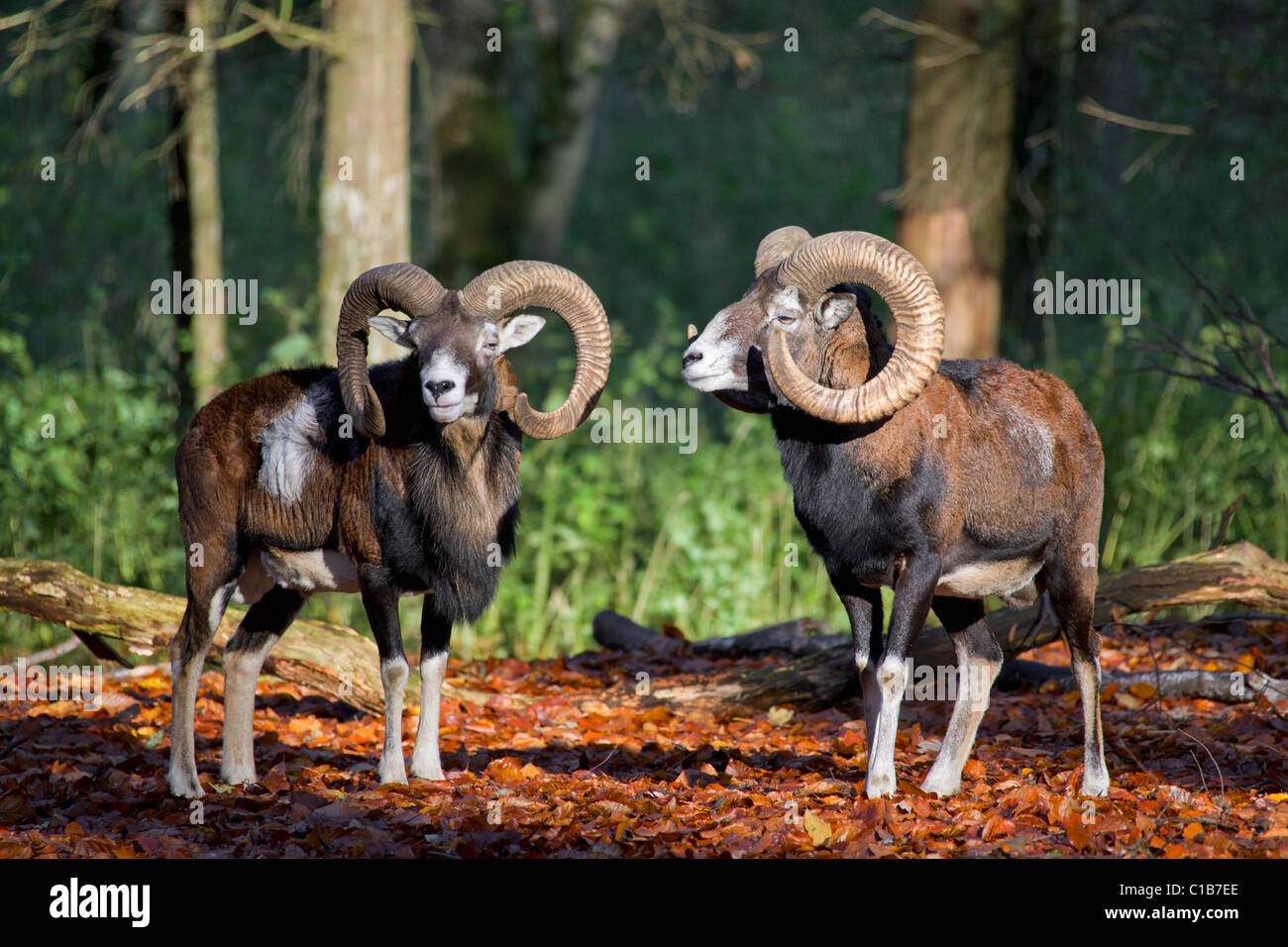 Mouflon (Ovis gmelini européenne / Ovis ammon musimon / Ovis orientalis musimon) Deux béliers en forêt en automne, Allemagne Banque D'Images