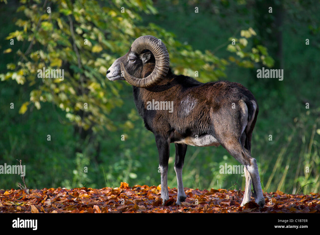 Mouflon (Ovis gmelini européenne / Ovis ammon musimon / Ovis orientalis musimon) ram en forêt en automne, Allemagne Banque D'Images