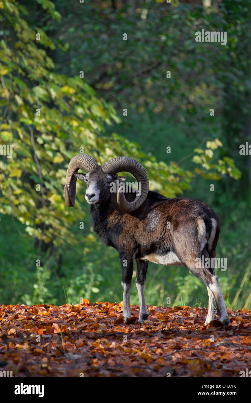 Mouflon (Ovis gmelini européenne / Ovis ammon musimon / Ovis orientalis musimon) ram en forêt en automne, Allemagne Banque D'Images