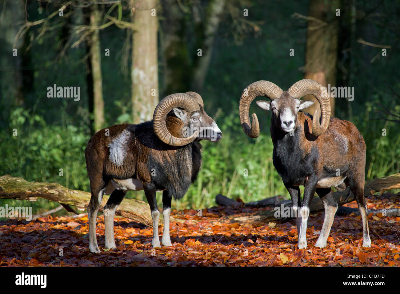 Mouflon (Ovis gmelini européenne / Ovis ammon musimon / Ovis orientalis musimon) Deux béliers en forêt en automne, Allemagne Banque D'Images