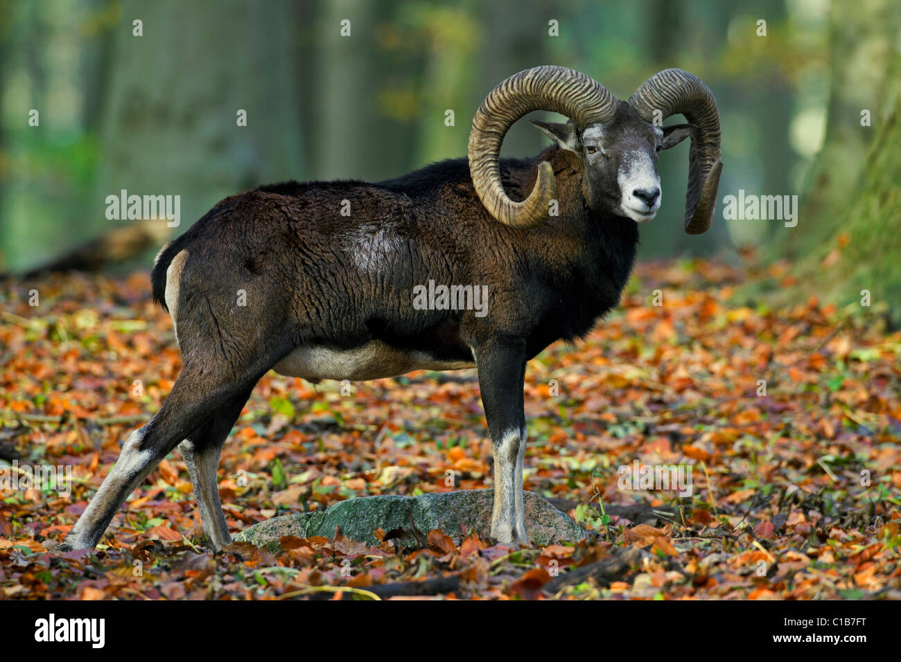 Mouflon (Ovis gmelini européenne / Ovis ammon musimon / Ovis orientalis musimon) ram en forêt en automne, Allemagne Banque D'Images