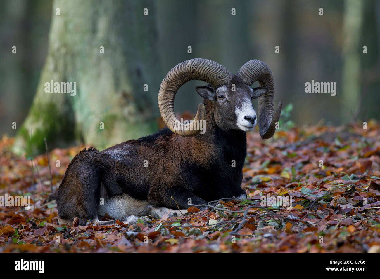 Mouflon (Ovis gmelini européenne / Ovis ammon musimon / Ovis orientalis musimon) ram en forêt en automne, Allemagne Banque D'Images Mouflon (Ovis gmelini européenne / Ovis ammon musimon / Ovis orientalis musimon) ram en forêt en automne, Allemagne Banque D'Images