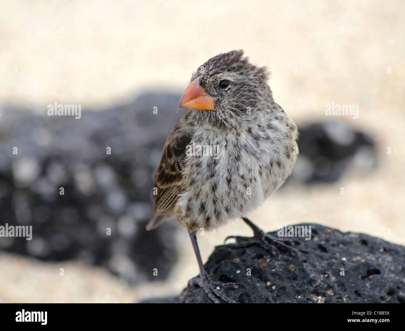 Un roselin de Darwin (aussi connu sous le nom de Pinson Galapagos ou comme Geospizinae) dans les îles Galapagos Banque D'Images