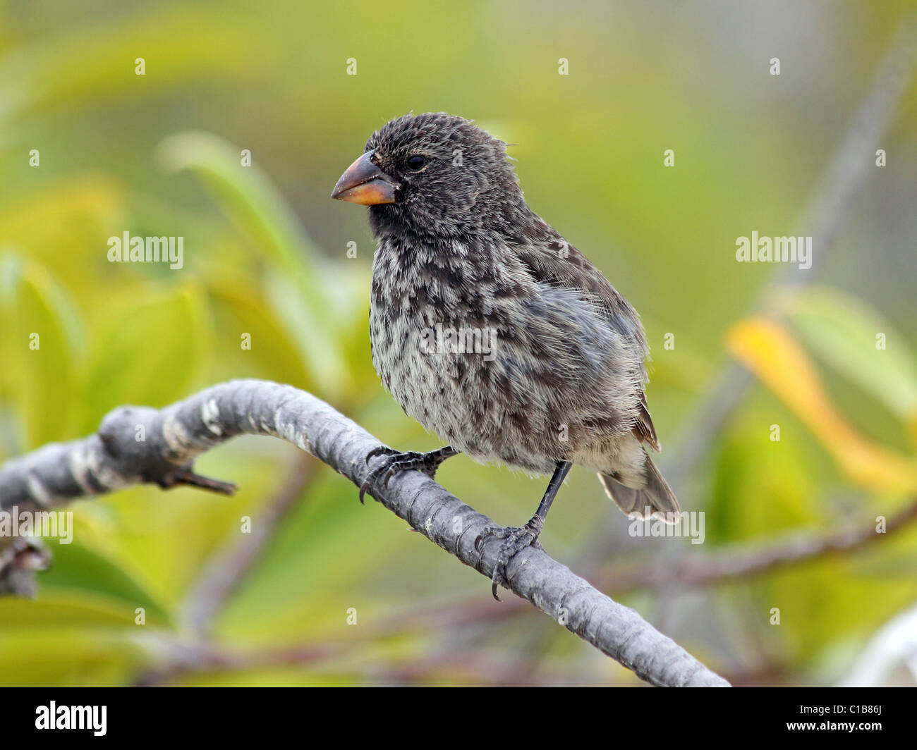 Un roselin de Darwin (aussi connu sous le nom de Pinson Galapagos ou comme Geospizinae) dans les îles Galapagos Banque D'Images