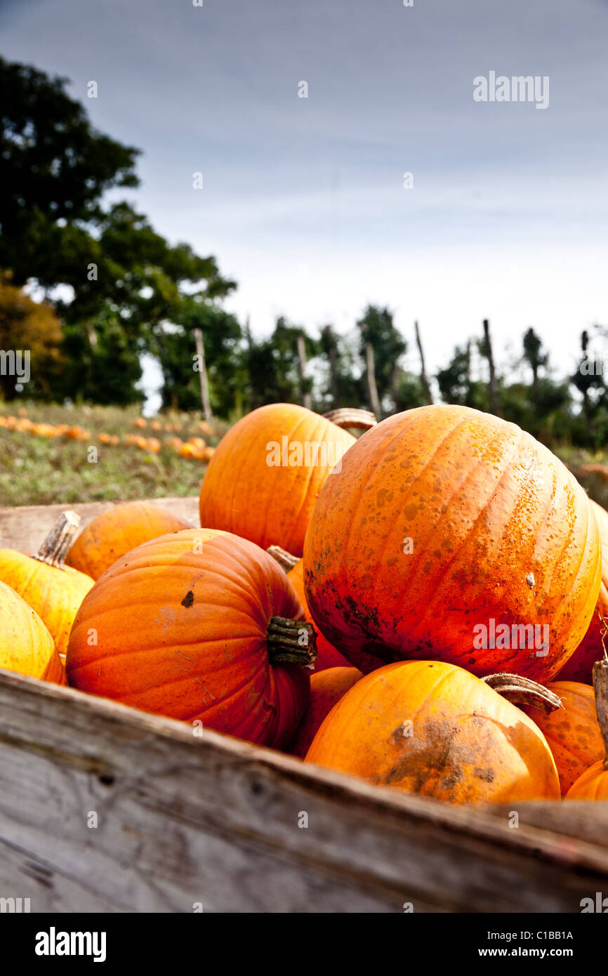 Citrouilles d'être récolté dans un champ à Surrey Banque D'Images