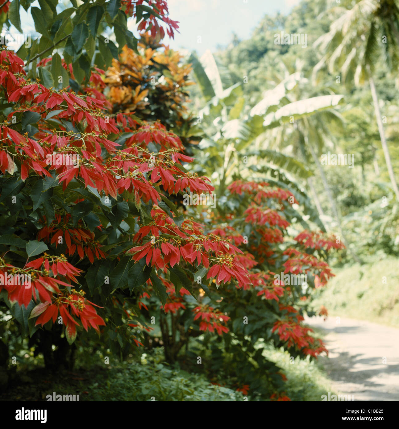 La production d'arbres de Noël à côté de la route à Sainte-Lucie, Caraïbes, Antilles Banque D'Images