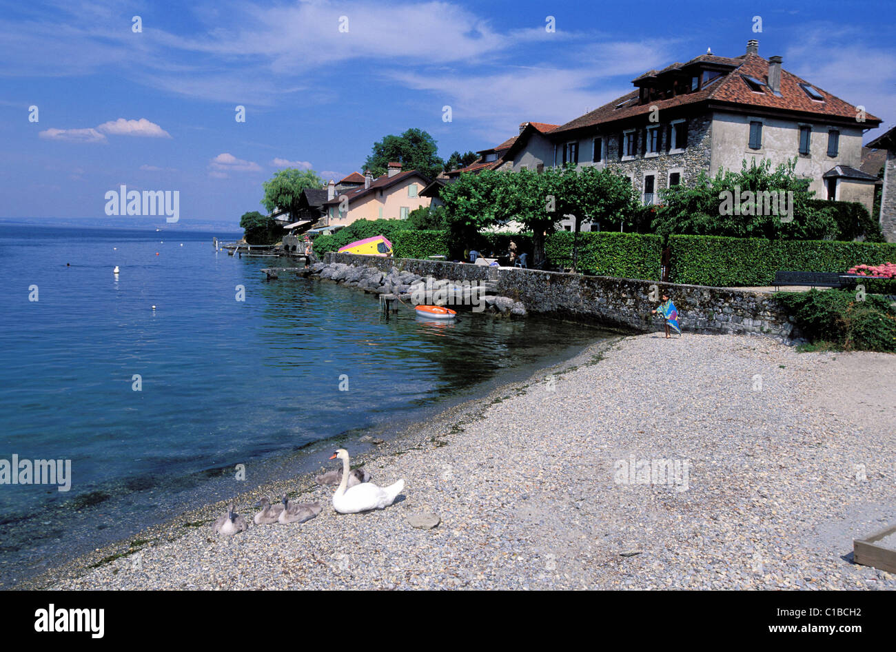 France, Haute Savoie, village de Messery sur le lac de Genève (lac Léman  Photo Stock - Alamy