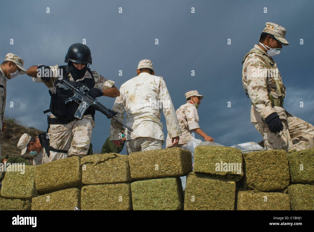 La plus importante saisie de marijuana dans l'histoire du Mexique et son graver a eu lieu à Tijuana, Baja California Sur, 18 octobre 2010. Banque D'Images La plus importante saisie de marijuana dans l'histoire du Mexique et son graver a eu lieu à Tijuana, Baja California Sur, 18 octobre 2010. Banque D'Images