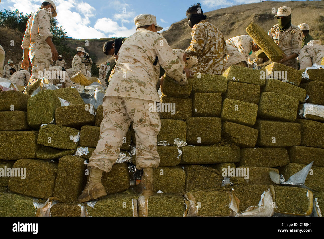 La plus importante saisie de marijuana dans l'histoire du Mexique et son graver a eu lieu à Tijuana, Baja California Sur, 18 octobre 2010. Banque D'Images La plus importante saisie de marijuana dans l'histoire du Mexique et son graver a eu lieu à Tijuana, Baja California Sur, 18 octobre 2010. Banque D'Images