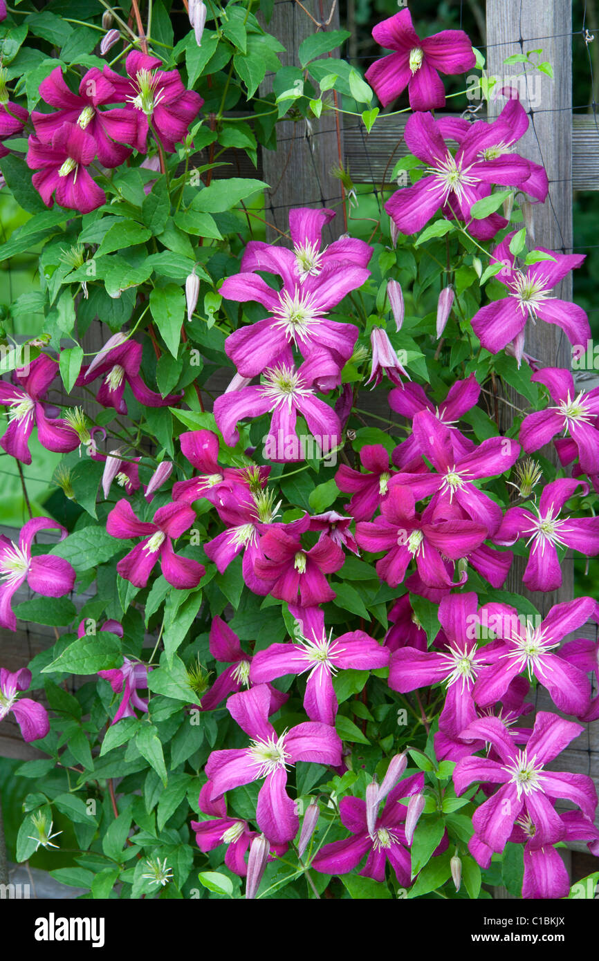 Clematis poussant le long d'une clôture. Banque D'Images