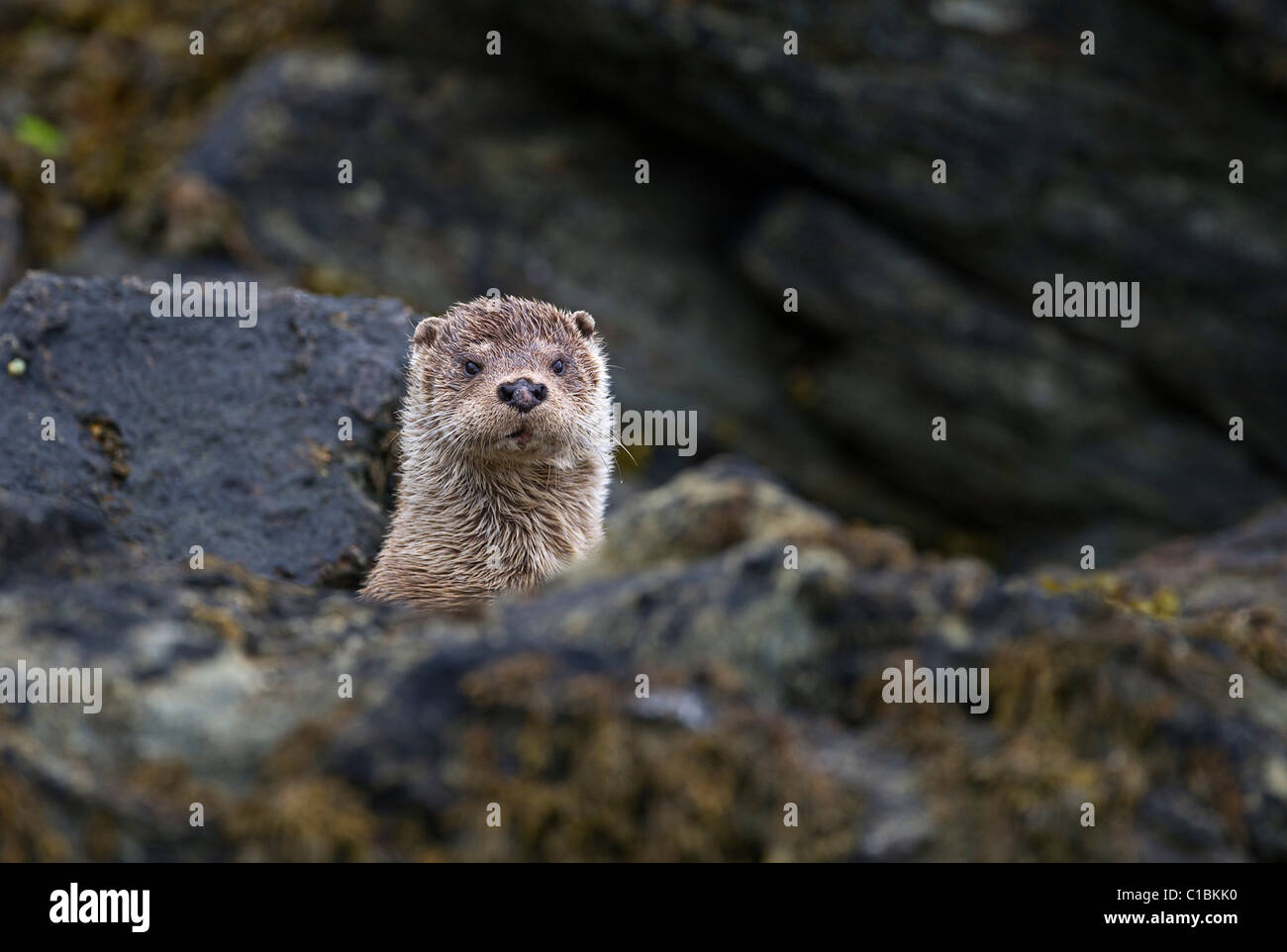 Otter Lutra lutra Shetland femelle Juin Banque D'Images