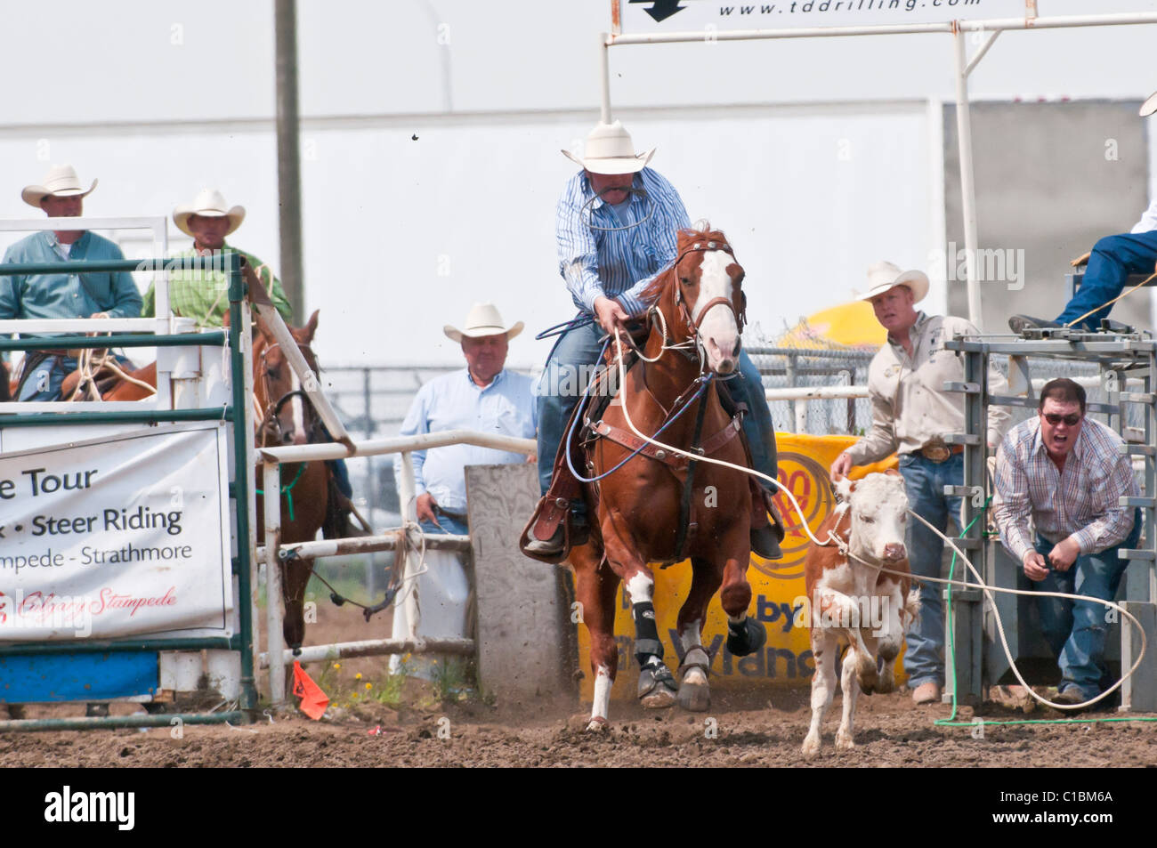 Cowboy, attacher la corde, Strathmore Journées du patrimoine, Rodeo, Strathmore, Alberta, Canada Banque D'Images