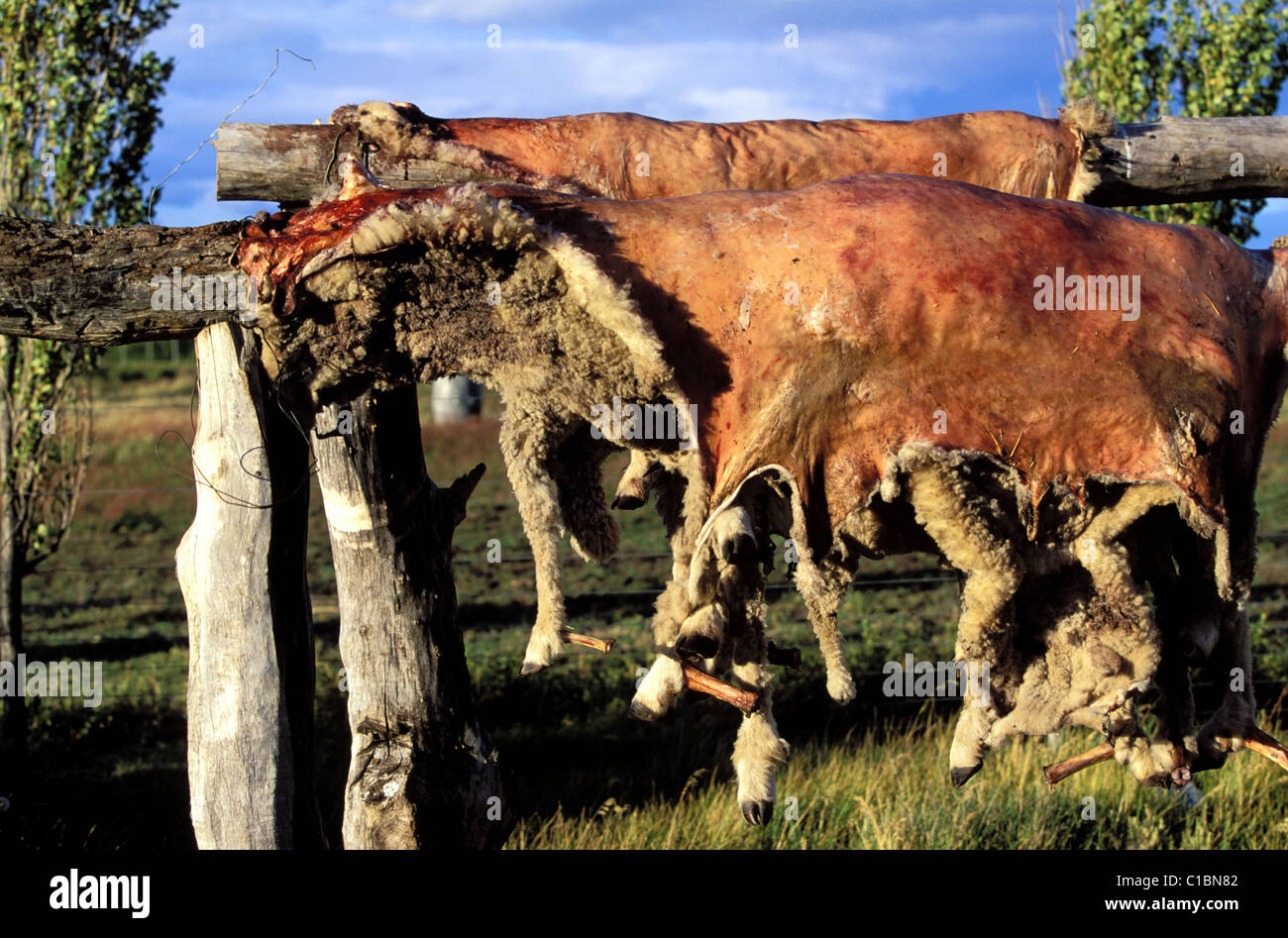 Argentine, Province de Santa Cruz, en Patagonie, zone de séchage des peaux de moutons dans une estancia (ferme) Banque D'Images