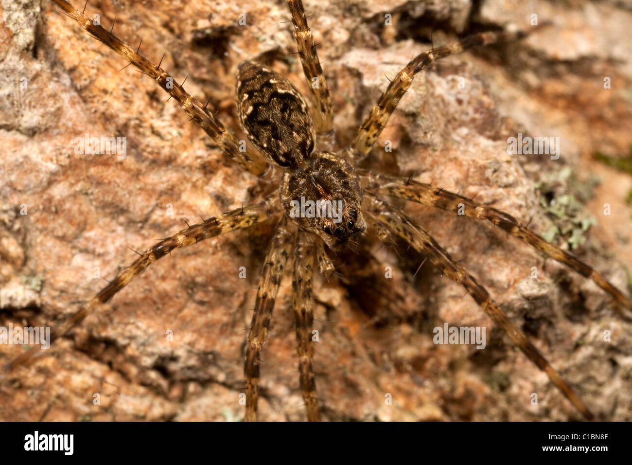 Spider de pêche (Dolomedes sp) Banque D'Images