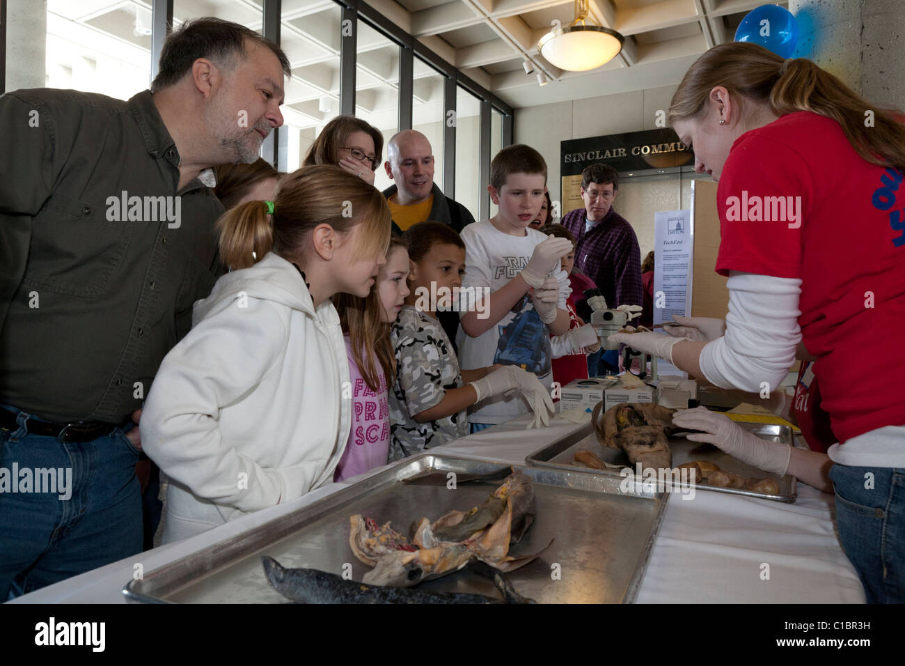 Les biologistes montrant les organes internes des requins. Banque D'Images