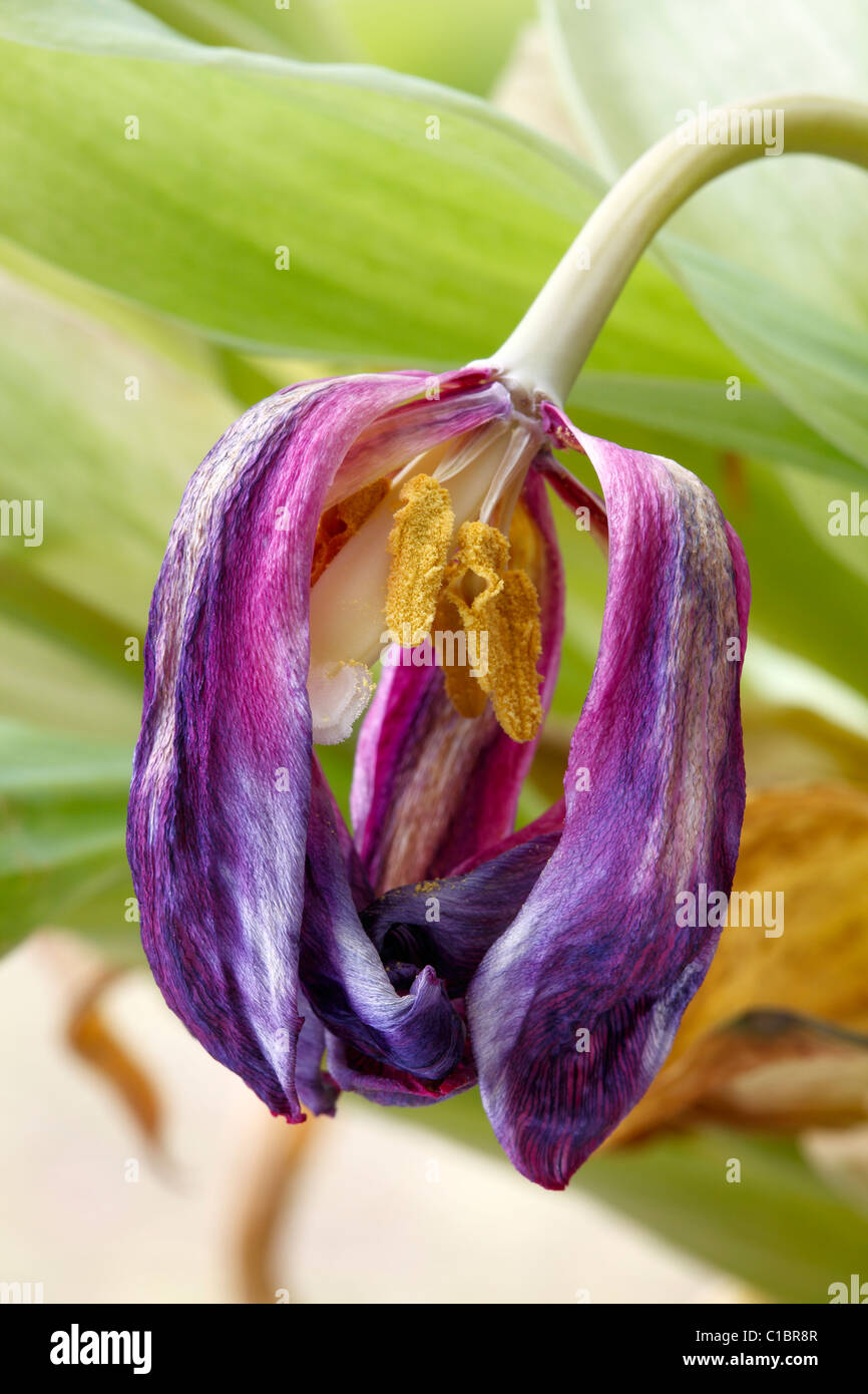 Fleur de tulipe morte Banque D'Images