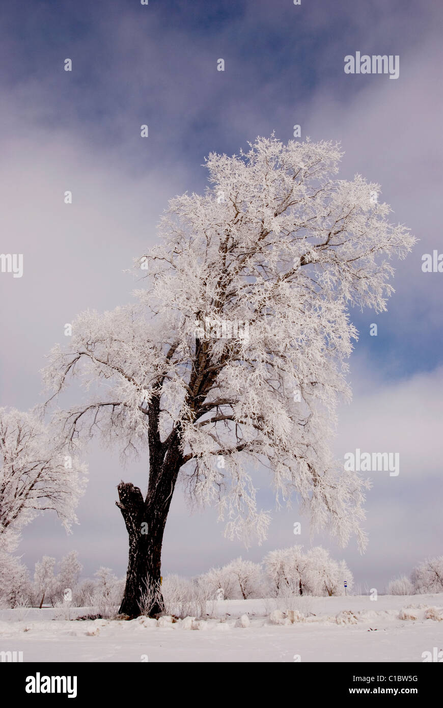 Le givre de l'hiver et grand arbre sur fond de ciel Banque D'Images