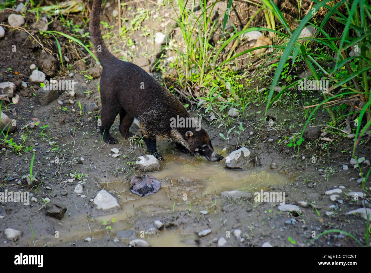 République du Costa Rica, Amérique Centrale Banque D'Images