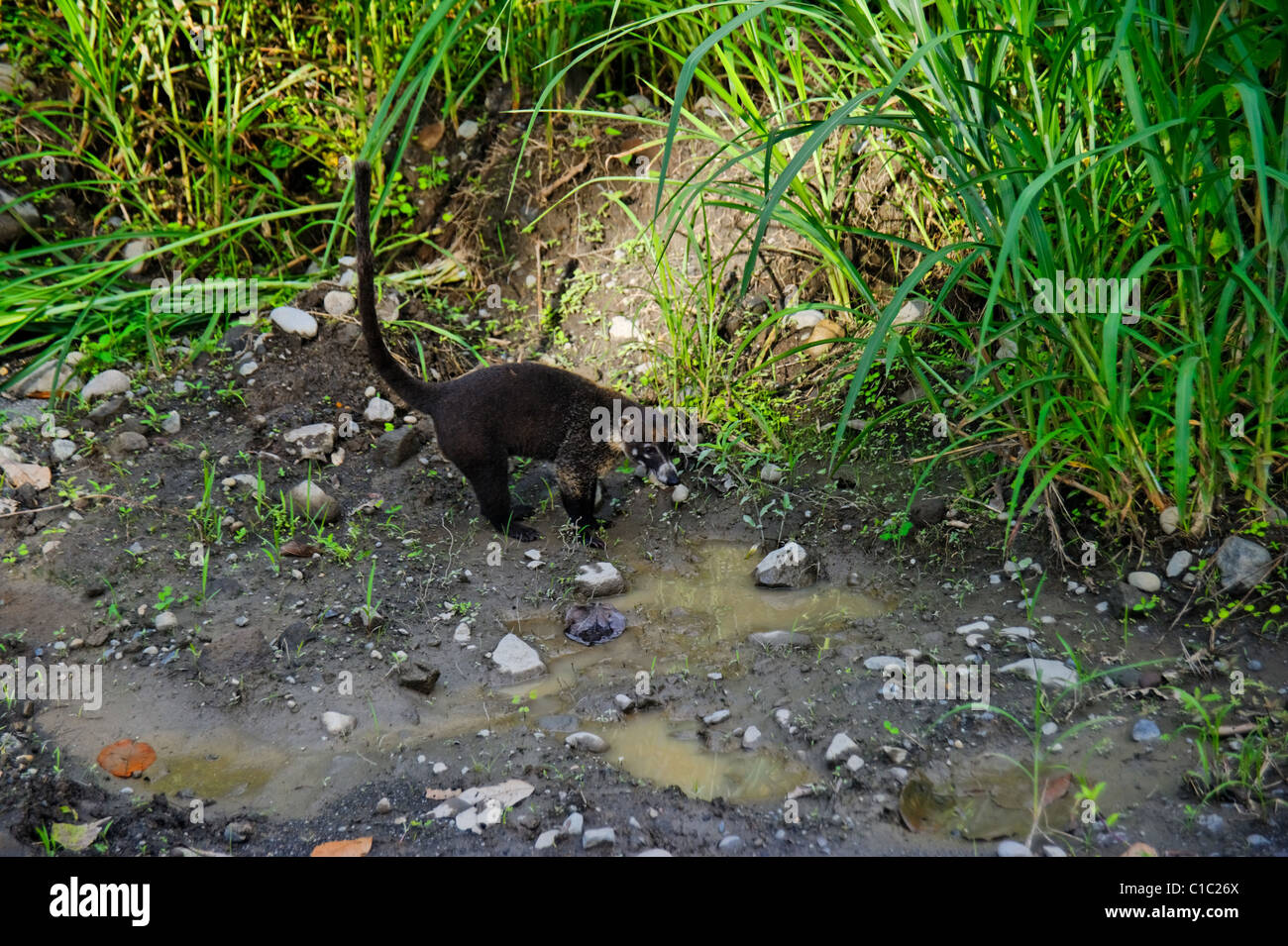 République du Costa Rica, Amérique Centrale Banque D'Images