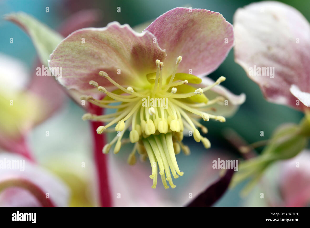 Helleborus. Helleborus orientalis (famille des Ranunculaceae) Banque D'Images