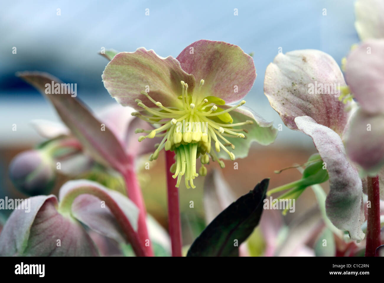 Helleborus. Helleborus orientalis (famille des Ranunculaceae) Banque D'Images