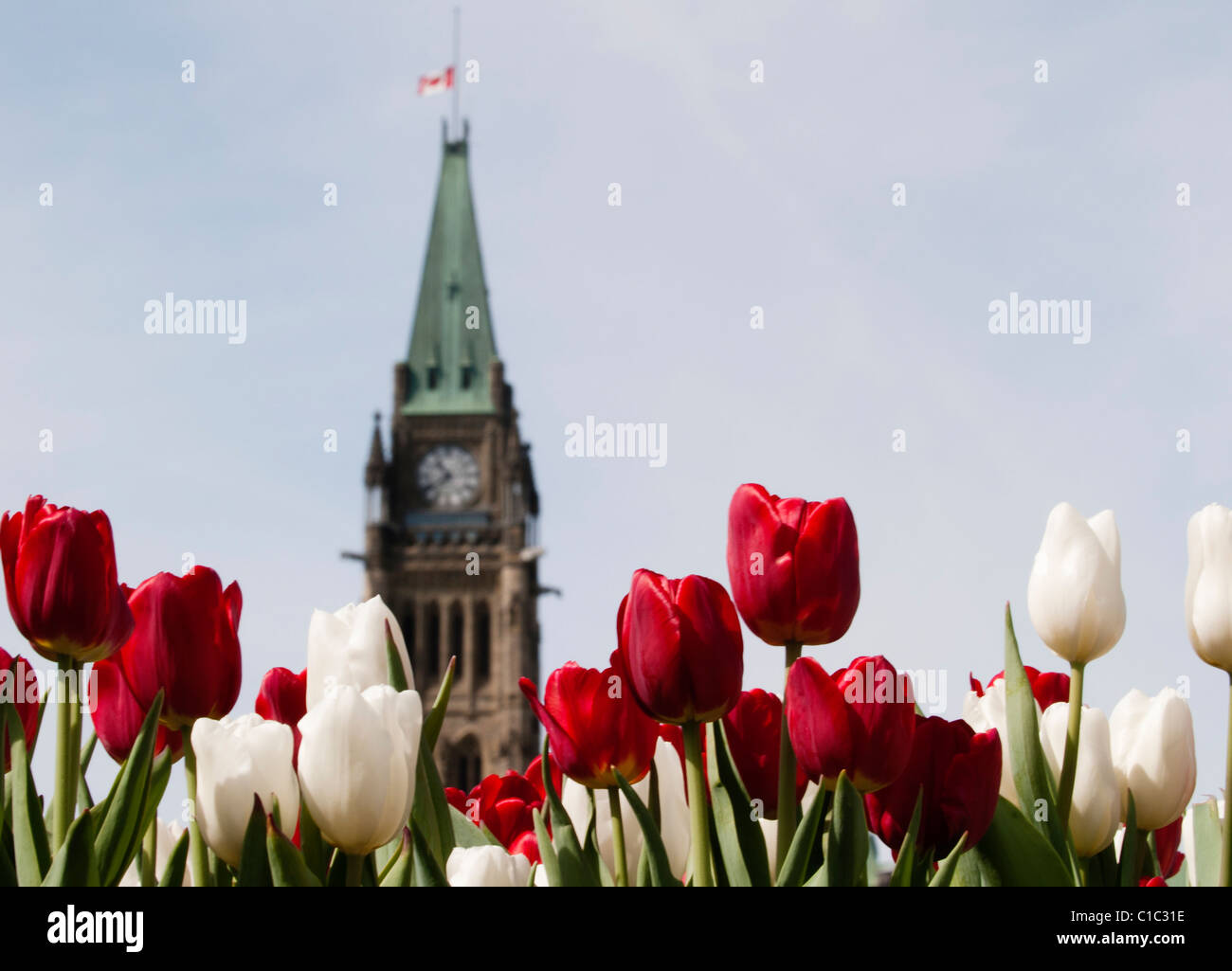 Tulipes rouges et blanches sur la Tour de la Paix du Parlement pendant le Festival canadien des tulipes - Ottawa, Canada. Banque D'Images