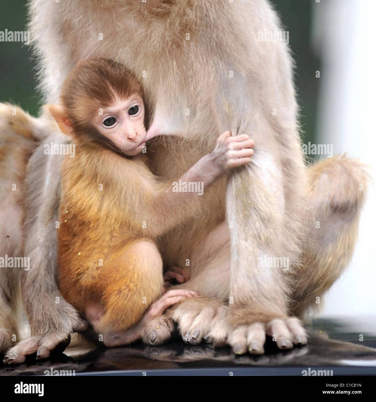 Un bébé singe de lait nichons de sa mère à Chongqing Zoo, la Chine. ** ** Banque D'Images