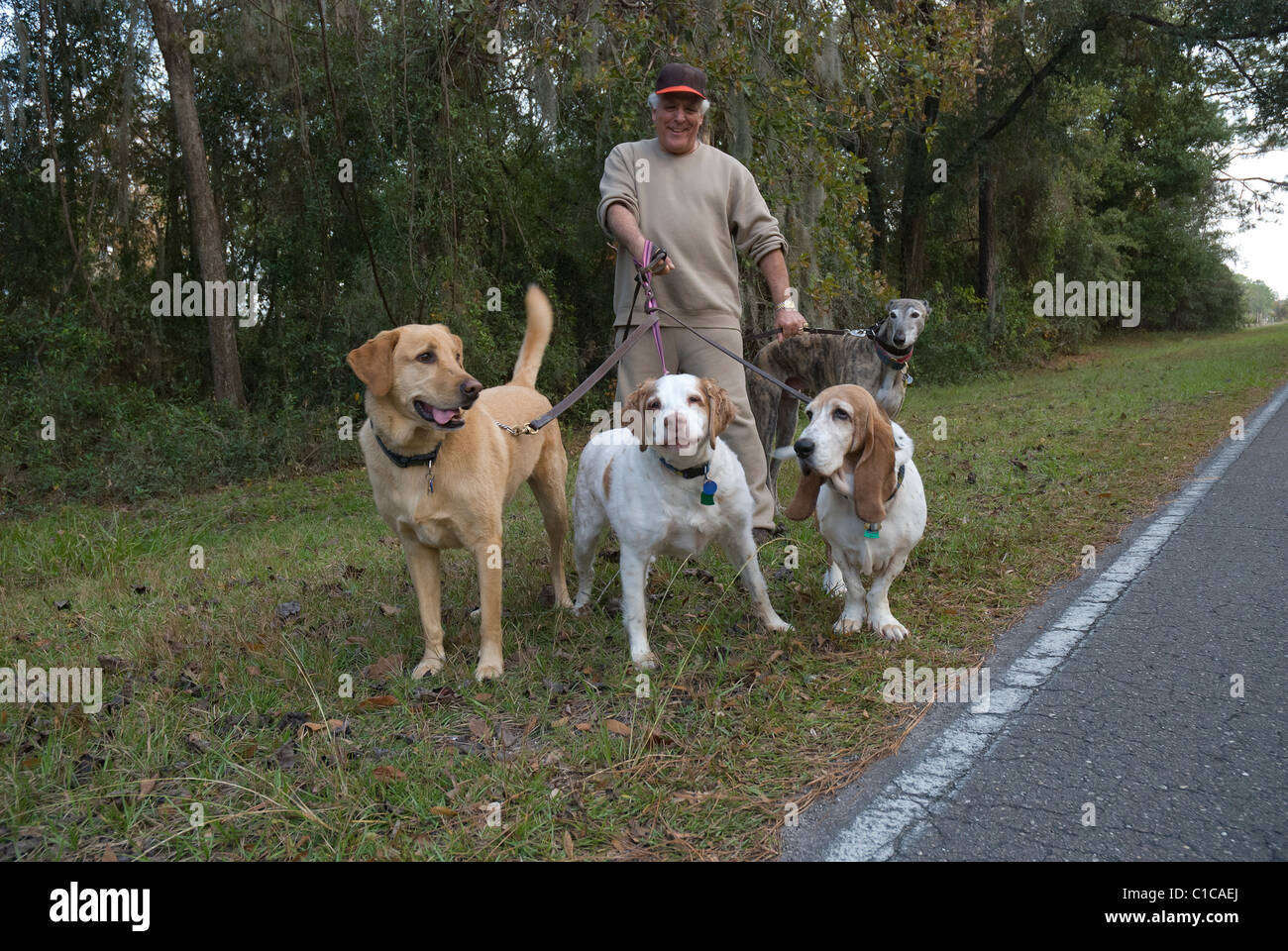 Homme marchant ses 4 chiens en laisse Banque D'Images