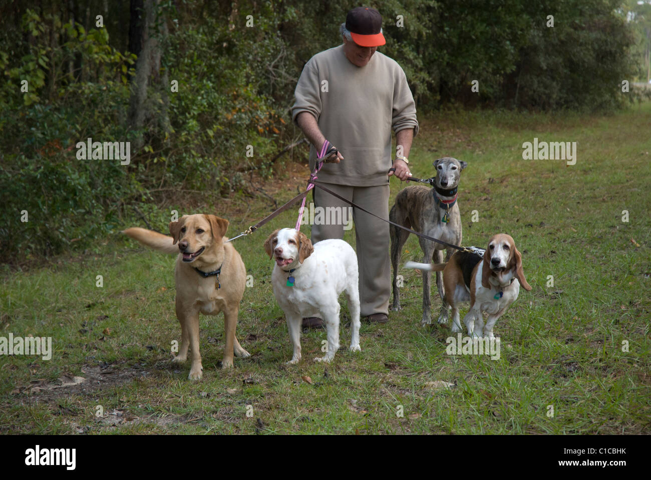 Homme marchant ses 4 chiens en laisse Banque D'Images