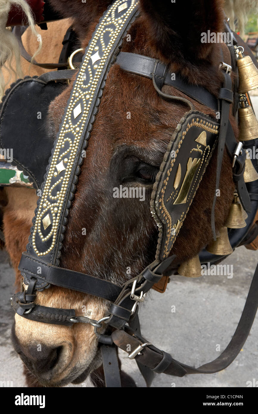 Larges bretelles de cheval. Banque D'Images