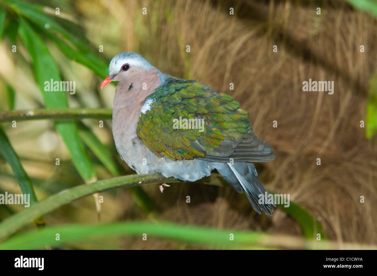 Émeraude (Chalcophaps indica) Banque D'Images