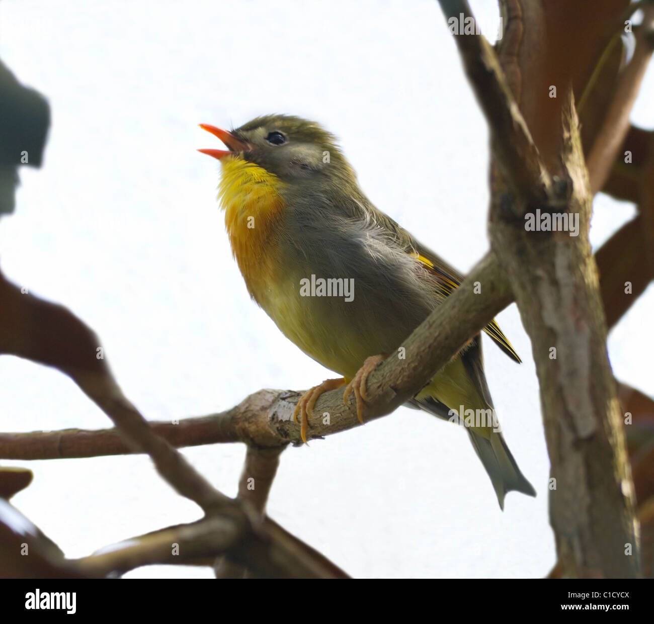 Pekin Robin (Leiothrix lutea) Banque D'Images