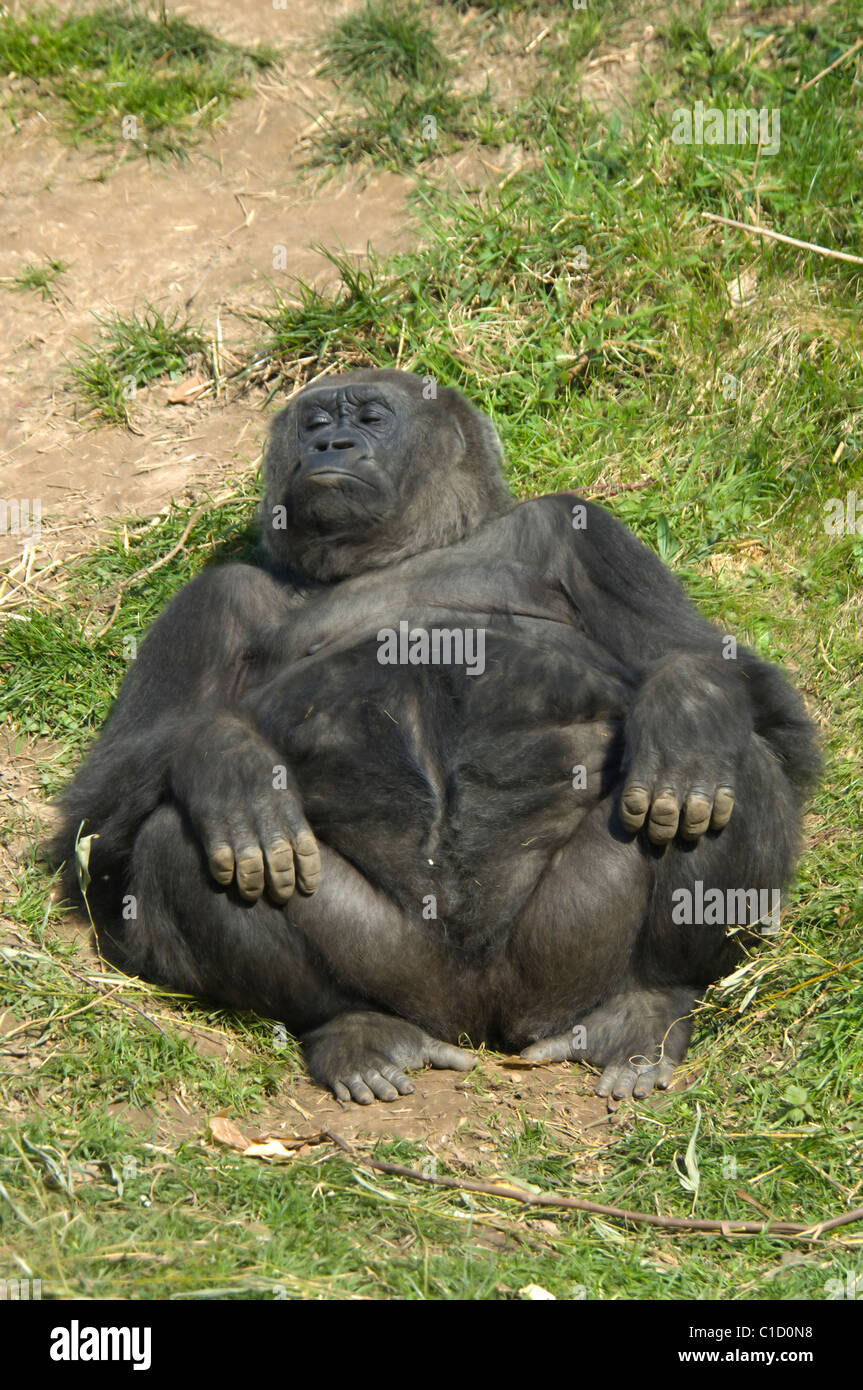 Femelle Gorille de plaine de l'Ouest Gorilla gorilla gorilla Prisonnier Banque D'Images