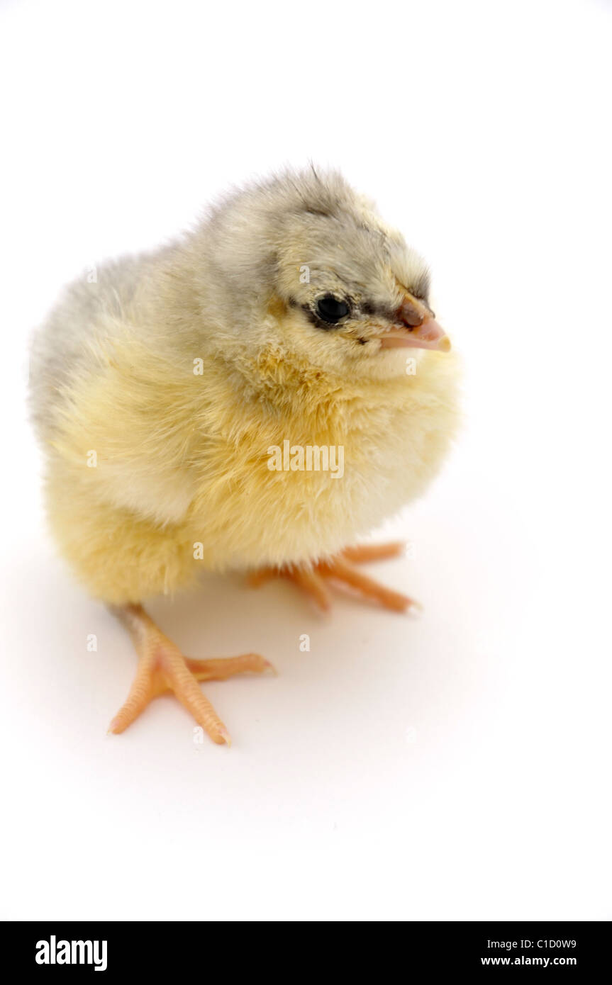 Chicks on white background Banque D'Images