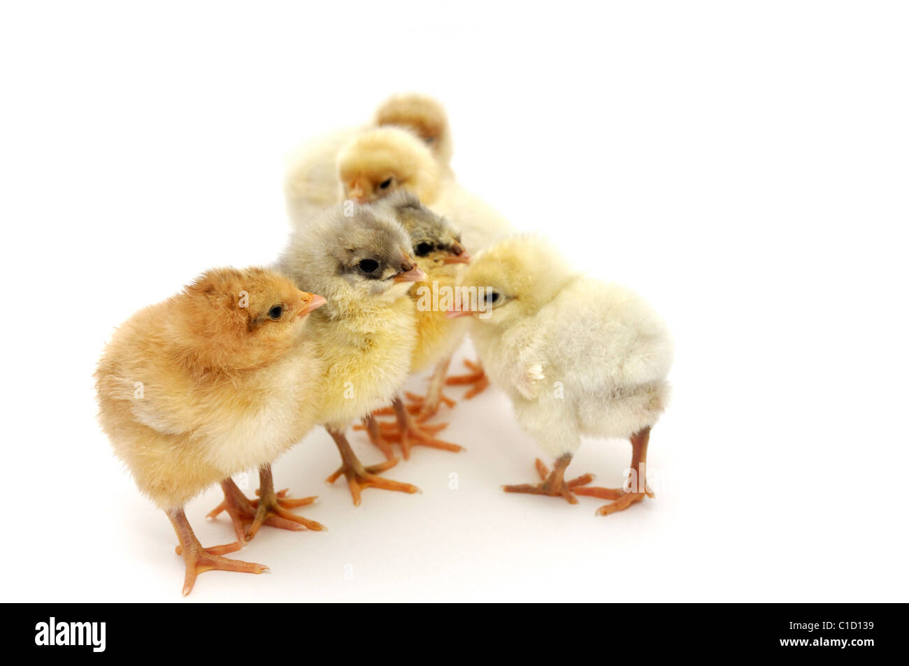Chicks on white background Banque D'Images