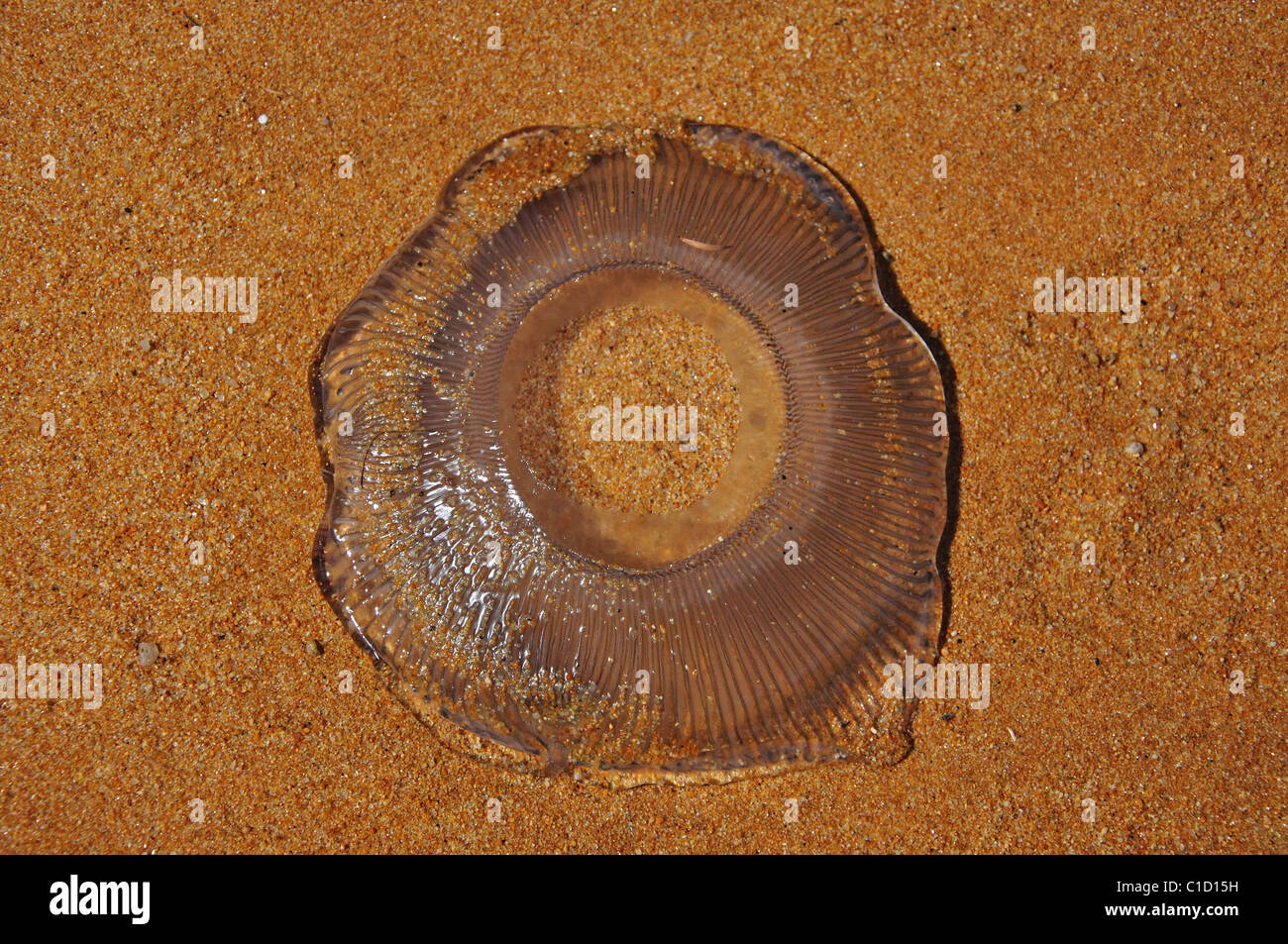 Méduses dans le sable, Totaranui Beach, parc national d'Abel Tasman, région de Nelson, île du Sud, Nouvelle-Zélande Banque D'Images