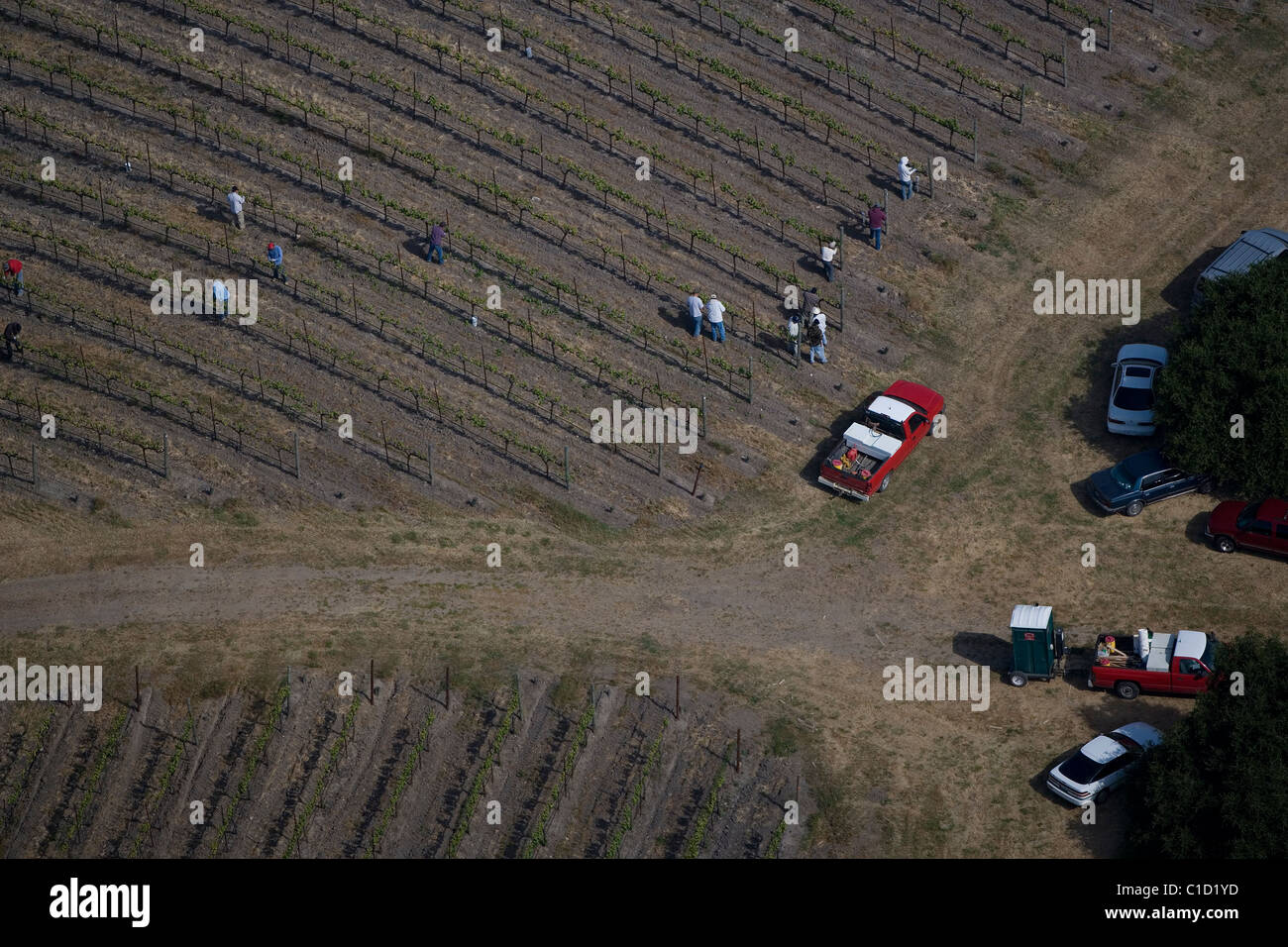 Vue aérienne au-dessus des vignobles de travailleurs travaillant dans le comté de Sonoma en Californie Banque D'Images