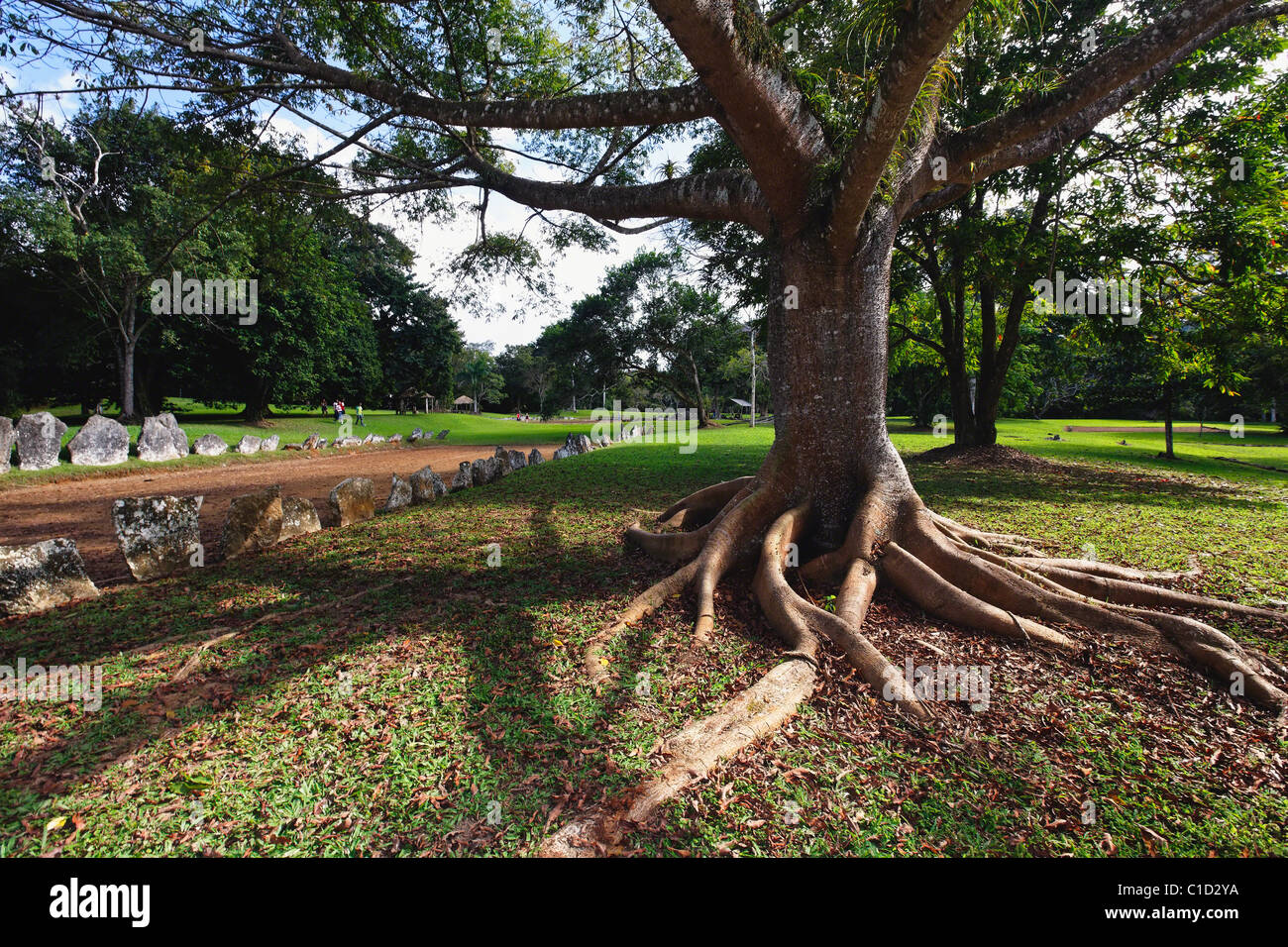 Ceiba arbre près de Luino, Tribal Caguana Ceremonial Site, Utuado, Puerto Rico Banque D'Images