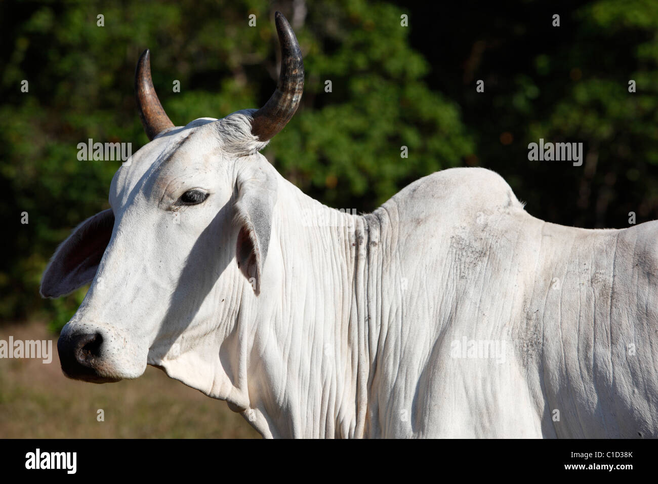 Le bétail de Brahman, péninsule d'Osa, au Costa Rica Banque D'Images