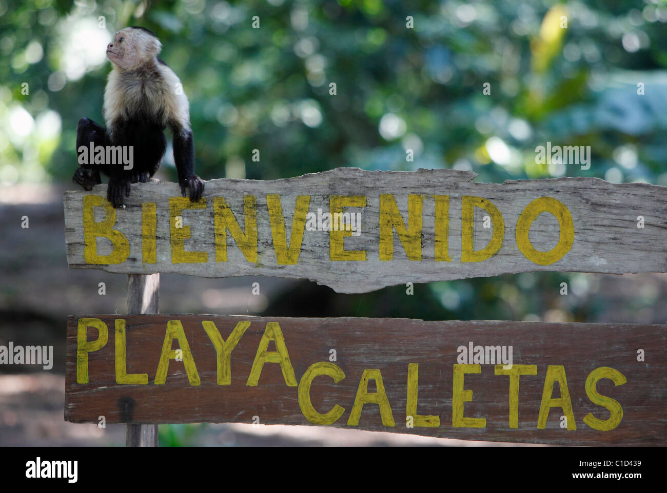 Un capucin à face blanche sur un panneau à Playa Caletas, péninsule d'Osa, au Costa Rica Banque D'Images
